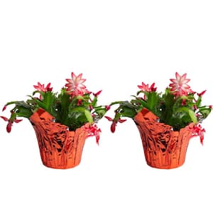 Christmas Cactus in Fresh Christmas Plants
