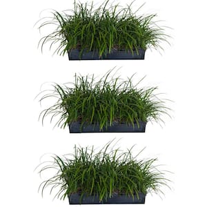Monkey Grass