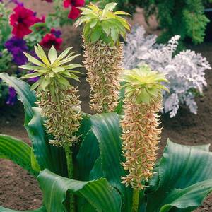 Pineapple Lily