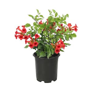 Trumpet Vine