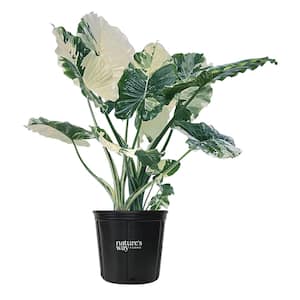 House Plants