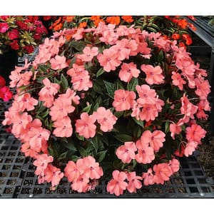 Annuals