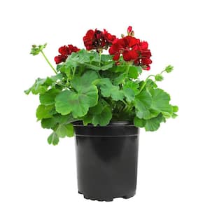 Geranium