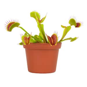 House Plants