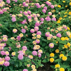 Lantana