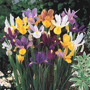 Iris in Flower Bulbs