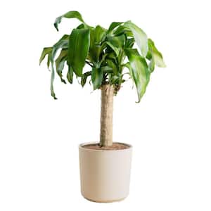 Dracaena