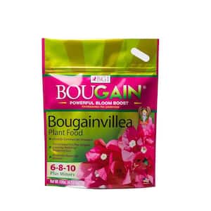 Bougainvillea