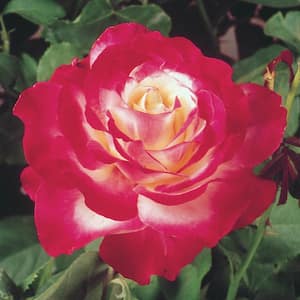 Hardiness Zone: 10 (30 to 40 F) in Rose Bushes