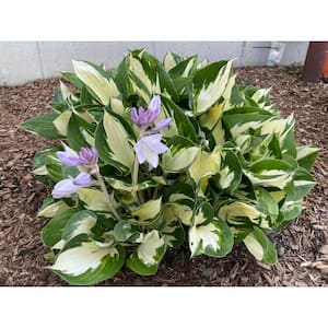 Hosta