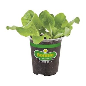 Lettuce Plant