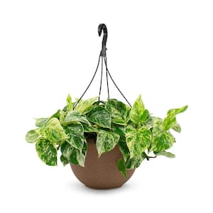 Pothos Plants