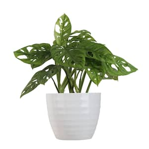 Swiss Cheese Plant in Indoor Plants