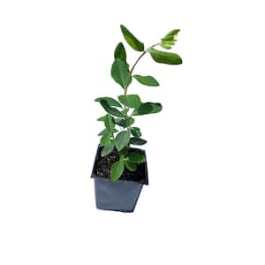 Sun or Shade in Perennials