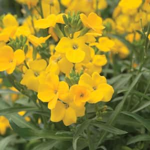 Wallflower Plant