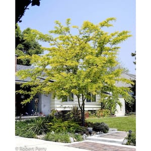 Honey Locust
