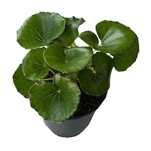 Winter in Outdoor Plants