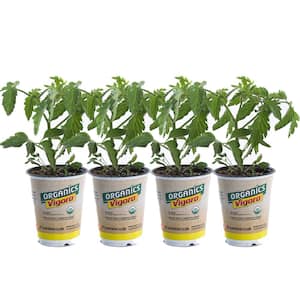 Tomato Plant