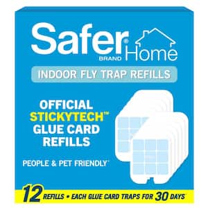 Gnat in Insect Traps