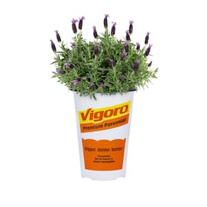 Fragrant
