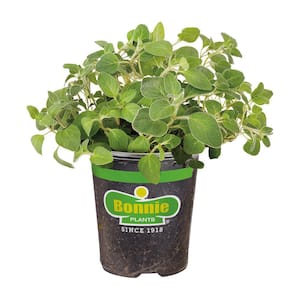 Oregano Plant