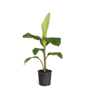 Fruit Plants