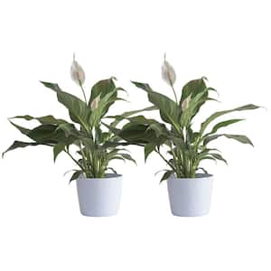 Peace Lily