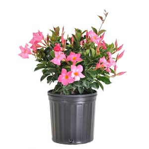 Dipladenia