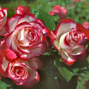 Hardiness Zone: 7 (0 to 10 F)