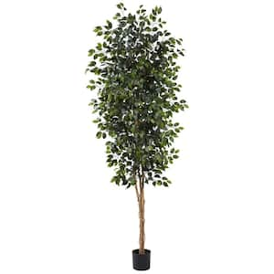 Ficus