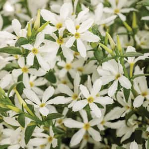 Drought Tolerant