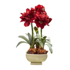 Amaryllis