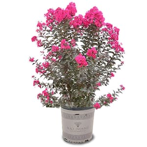 Hardiness Zone: 5 (-20 to -10 F)