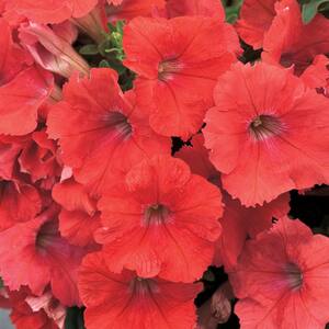 Petunia