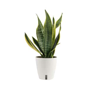 Snake Plants