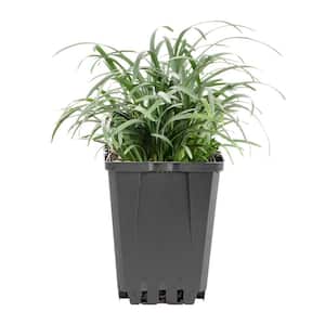 Mondo Grass