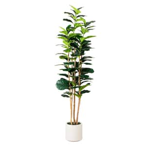 Fiddle Leaf