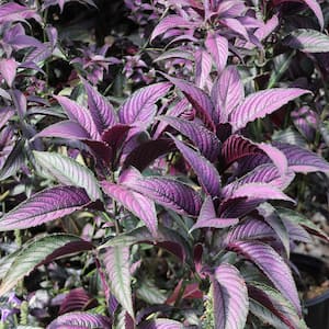 Persian Shield