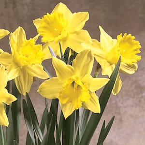 Daffodil