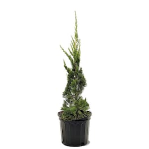 Hardiness Zone: 8 (10 to 20 F)