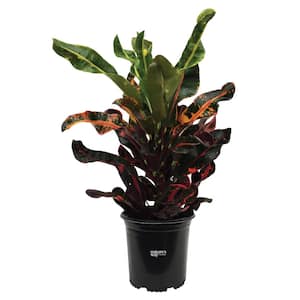 Croton