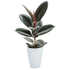 Rubber Plant