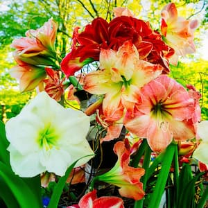 Amaryllis