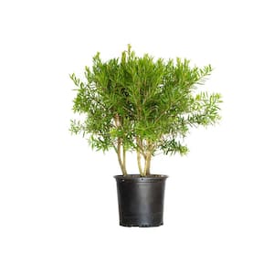Drought Tolerant