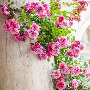 Climbing in Rose Bushes