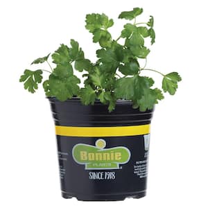 Parsley Plant