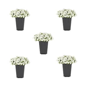 Outdoor Plants