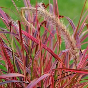 Fountain Grass