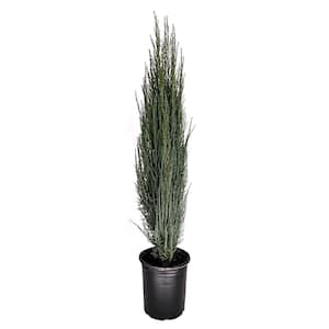 Ornamentals