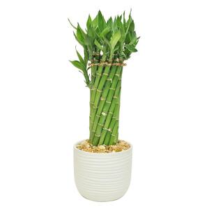 Bamboo - Indoor Plants - Garden Center - The Home Depot